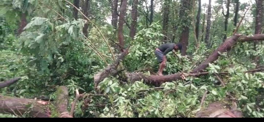 বজ্রবিদ্যুৎ সহ মুষলধারে বৃষ্টি, সঙ্গে দমকা বাতাসে বিপর্যস্ত জনজীবন৷ উদয়পুর সাব্রুম জাতীয় সড়কের পেরাতিয়াতে বহু গাছ পড়ে ছিড়ে গেছে ১১কেভি বিদ্যুৎ পরিবাহী তার৷ 